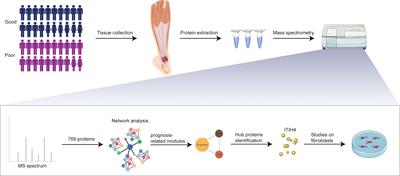 Network proteomic analysis identifies inter-alpha-trypsin inhibitor heavy chain 4 during early human Achilles tendon healing as a prognostic biomarker of good long-term outcomes